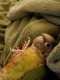 Conure