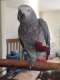 African Grey