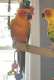 Conure