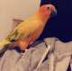 Conure