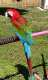 Macaw