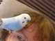 Parakeet