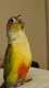 Conure