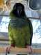 Conure