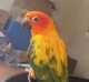 Conure