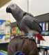 African Grey