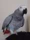 African Grey