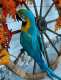 Macaw