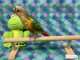 Conure