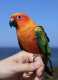 Conure