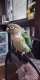 Conure