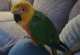 Conure