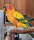 Conure