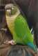 Conure