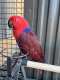 Eclectus