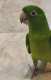 Conure