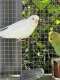 Budgerigar