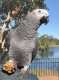 African Grey