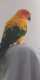 Conure