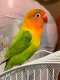 Lovebird