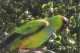 Nanday / Black-Hooded Parakeet