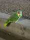 Swift Parrot